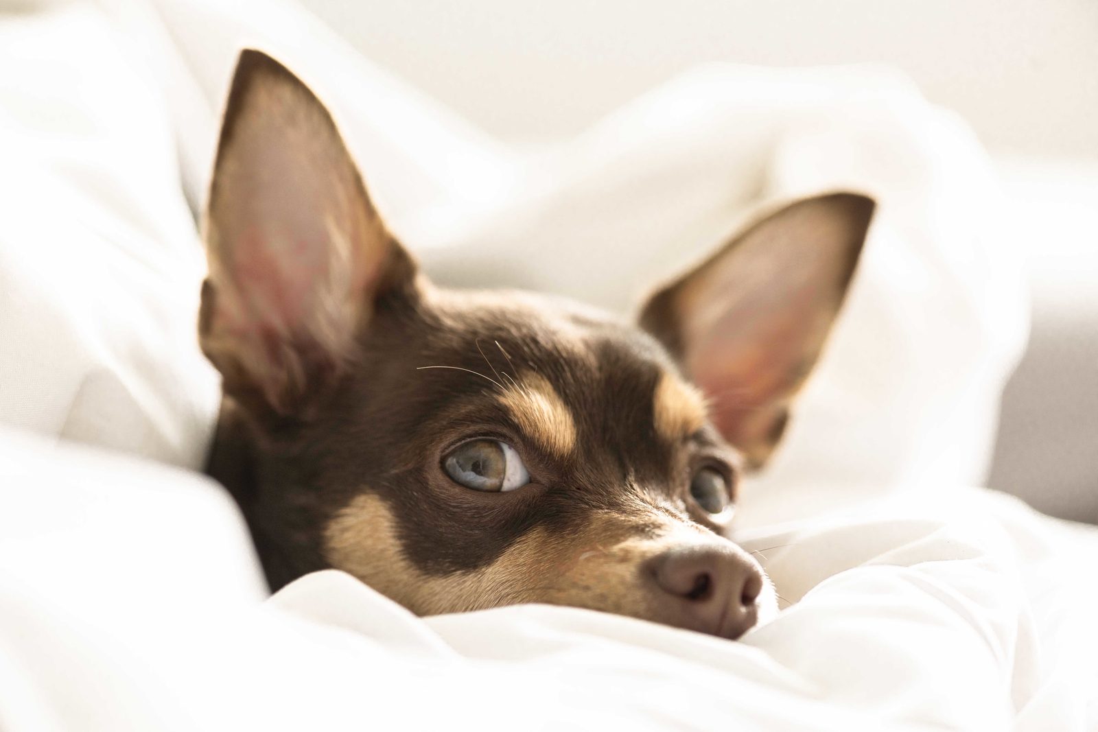 A close-up portrait of a rescued dog