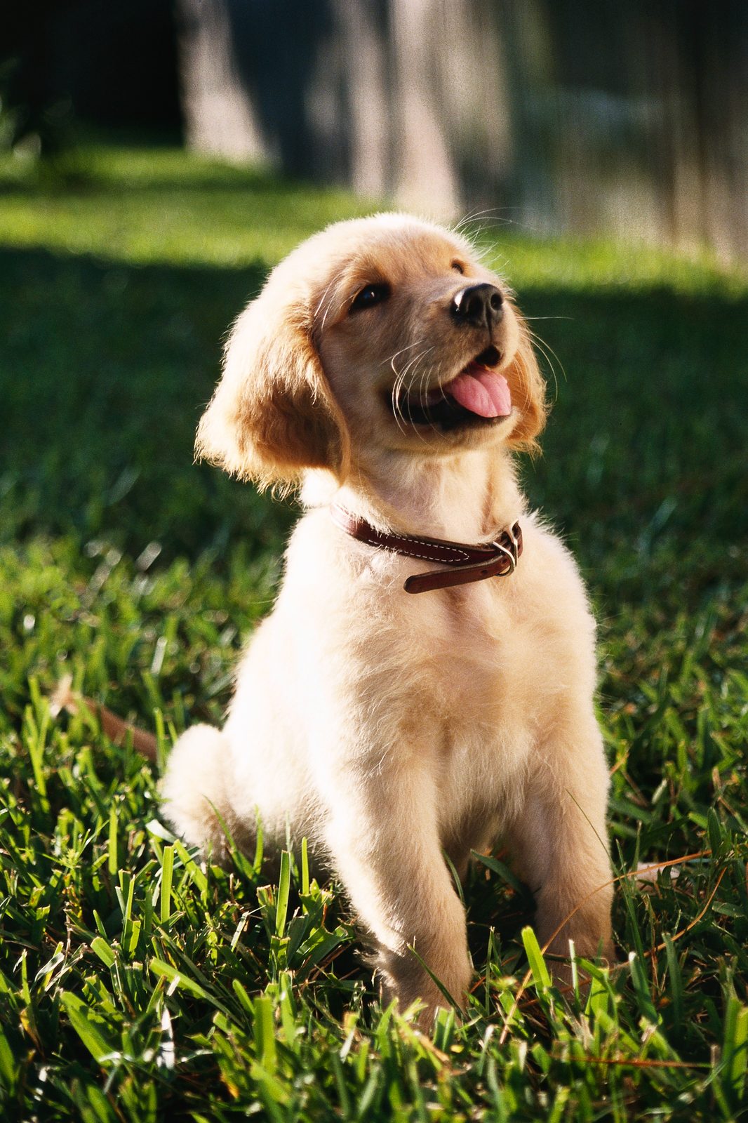 A golden retriever puppy sitting in the grass