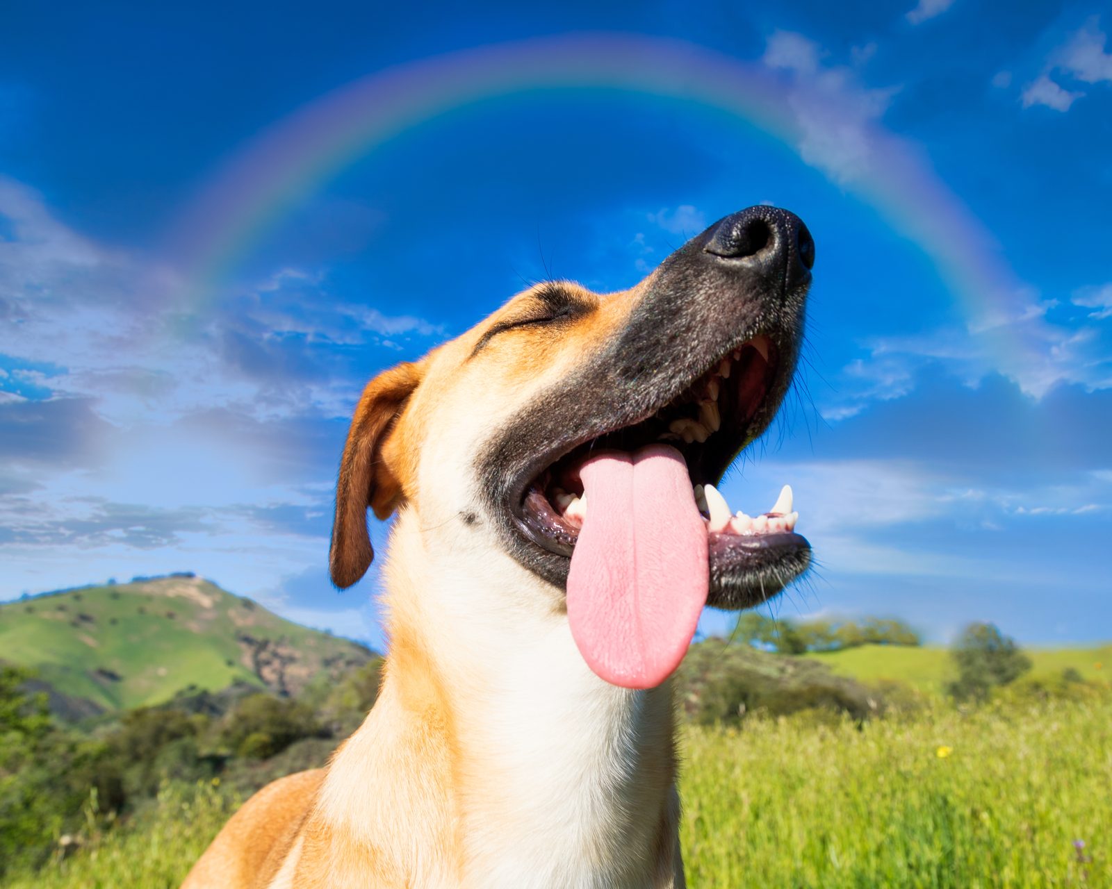 A happy dog against a bright blue sky
