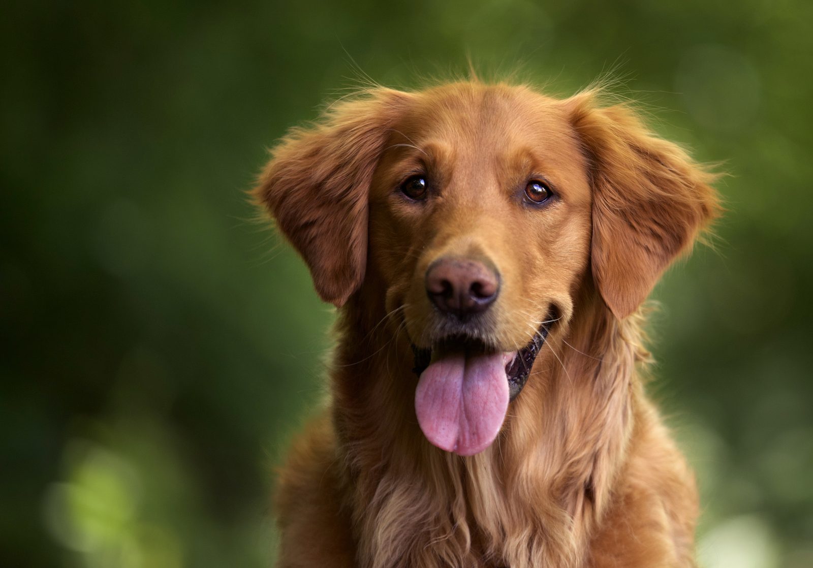 A golden retriever smiling outdoors